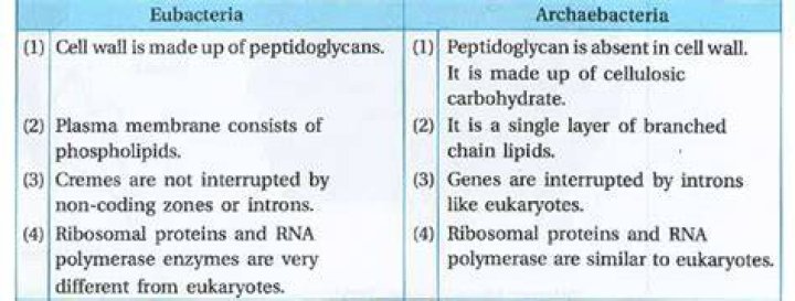 Difference between archaebacteria and eubacteria
