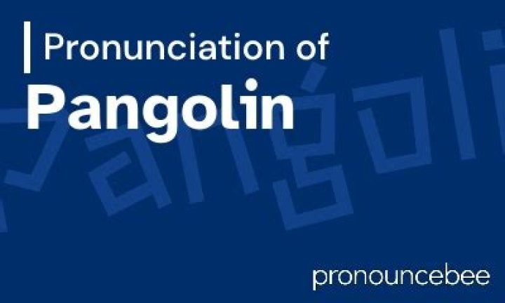 How to pronounce pangolin