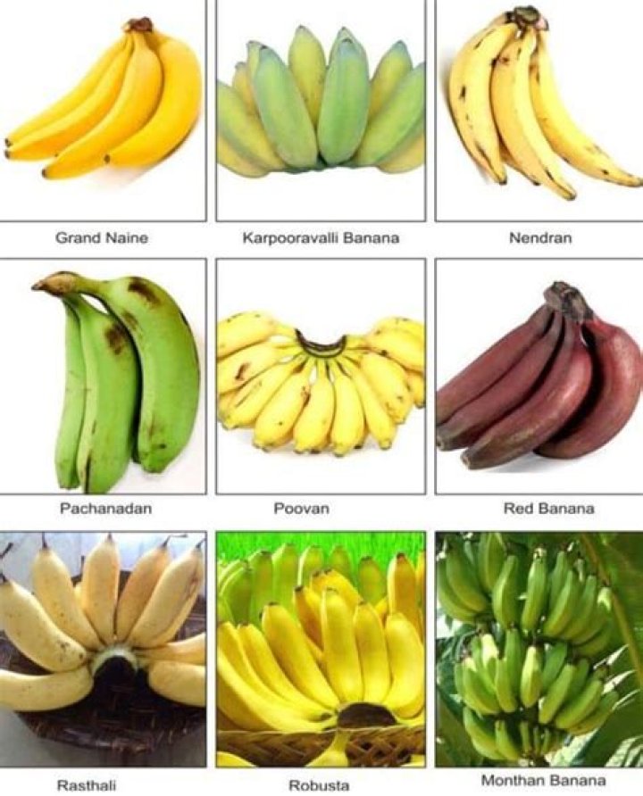 Types of banana trees