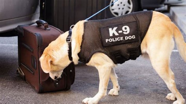 What Happened To Richard Sherman? Arrest & K9 Attack Details