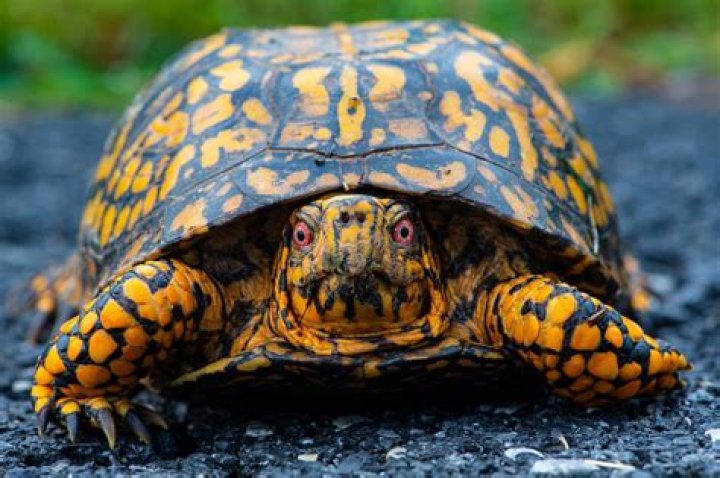 What sea turtles shell is mostly black or brownish with swirls of olive and gold