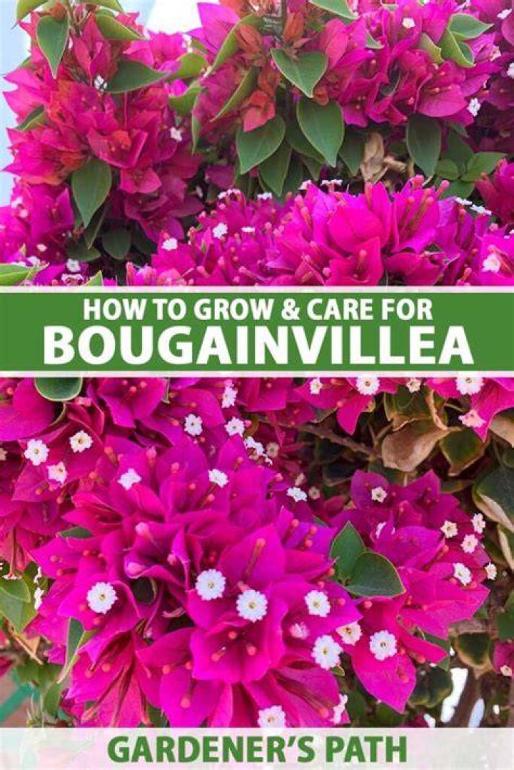 Where to buy bougainvillea near me