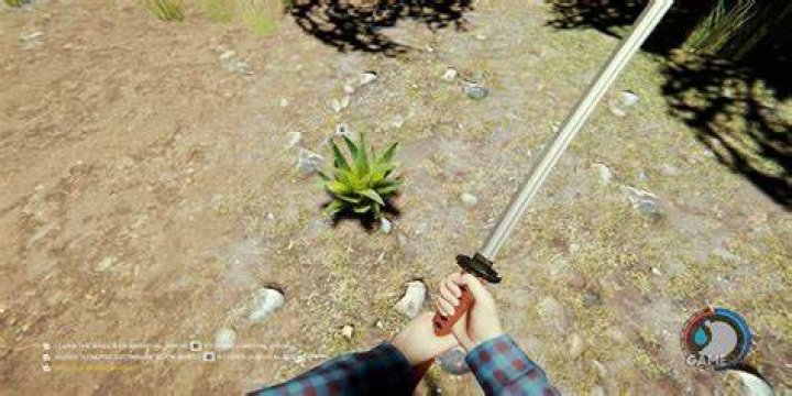 Where to find aloe in the forest