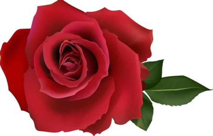 Who Is Harry Redding From Red Rose? Wikipedia Family And Parents